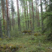 Foto de Leivonmaki