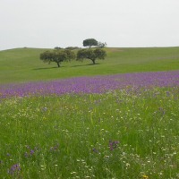 Foto de Campo Maior (Alto Alentejo)