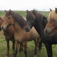 Foto de Islandia