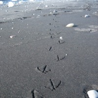 Foto de Jökulsárlón