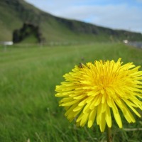 Foto de Islandia