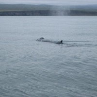 Foto de Húsavík
