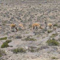 Foto de Arequipa