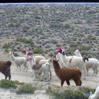 Foto de Arequipa