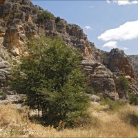 Foto de Cihuela