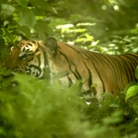 Foto de Luang Prabang