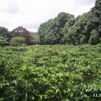 Foto de Alajuela