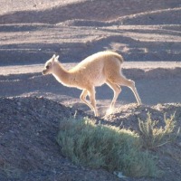 Foto de Altiplano
