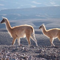 Foto de Altiplano