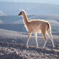 Foto de Altiplano