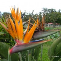 Foto de Alajuela