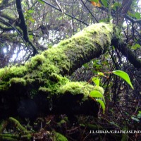Foto de Alajuela