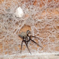 Foto de Alajuela