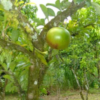 Foto de Alajuela