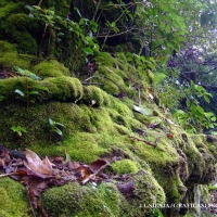 Foto de Alajuela