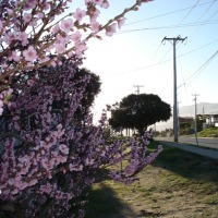 Foto de Los Vilos (Coquimbo)