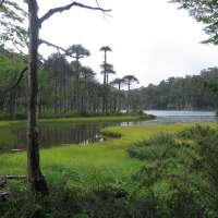 Foto de Araucania