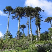 Foto de Araucania