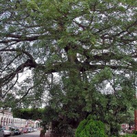 Foto de Chiapa de Corzo, Chiapas