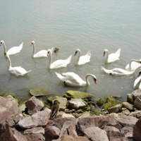Foto de Balatonfüred