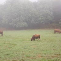 Foto de Cerceda