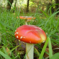 Foto de Cerceda