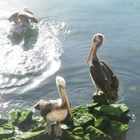 Foto de Coquimbo