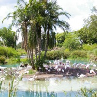 Foto de Orlando