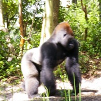 Foto de Orlando