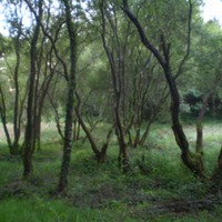 Foto de Cerceda