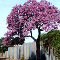 Foto de Tartagal