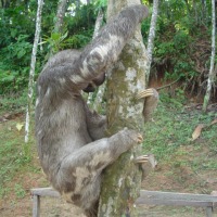 Foto de Iquitos