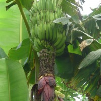 Foto de Amazonas