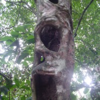 Foto de Amazonas