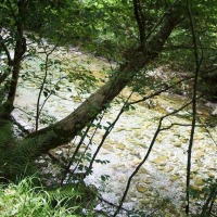 Foto de Tornin - Cangas de Onís