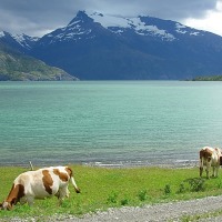 Foto de Puerto Natales