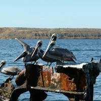 Foto de Isla de Cubagua. Nueva Esparta.