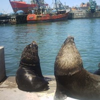 Foto de Mar del plata