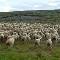 Foto de Punta Arenas