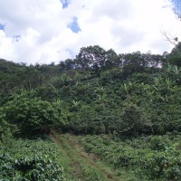Foto de Campo Dos