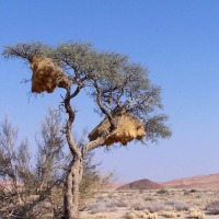 Foto de Walvis Bay