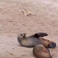 Foto de Hentiesbaai