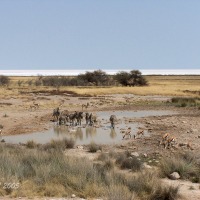 Foto de Etosha