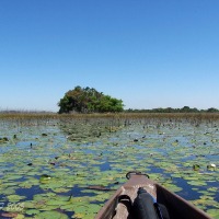 Foto de Maun