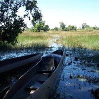 Foto de Maun