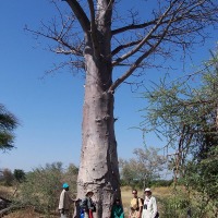 Foto de Maun