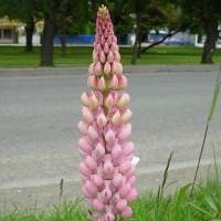Foto de Punta Arenas