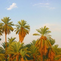 Foto de Edfu