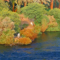 Foto de Edfu