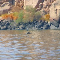 Foto de Aswan